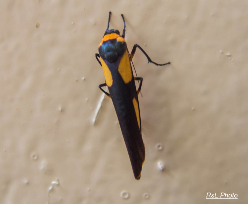 Footman moth - female