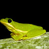 Green Treefrog