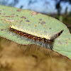 Gum leaf skeletonizer moth