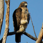 Red-tailed Hawk