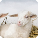 Raising Goats