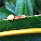 Nolid Moth Caterpillar