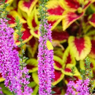 里京館咖啡民宿