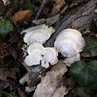 Seashell mushrooms