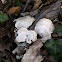 Seashell mushrooms