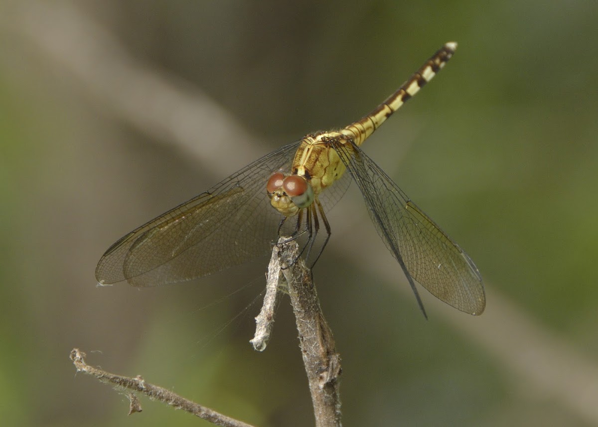 Band-winged Dragonlet (female)