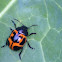 Milkweed Leaf Beetle