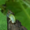 Froghopper