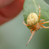 Spotted Orb Weaver