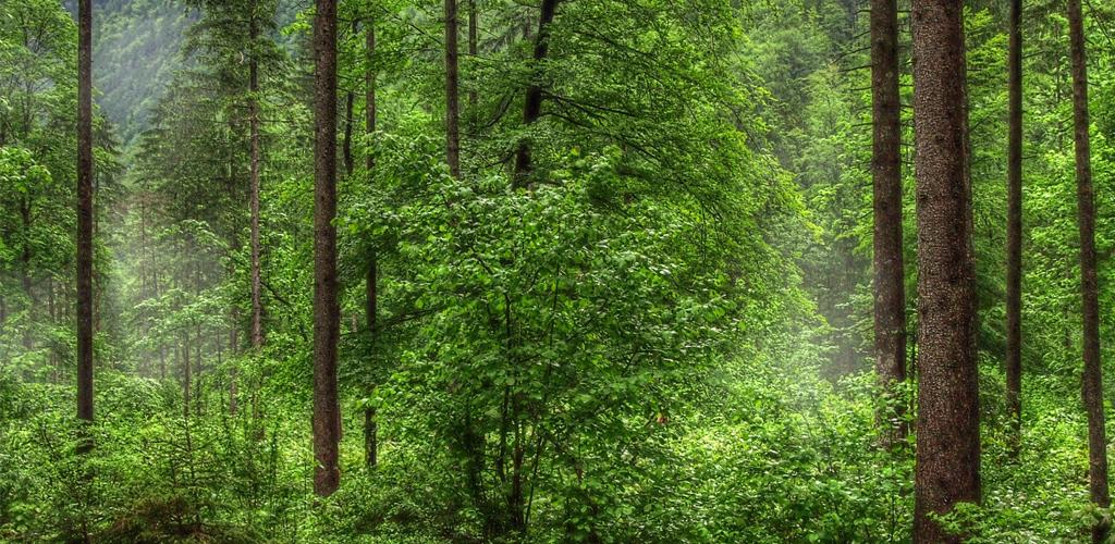 лесной 3 1. подлесок тайги. лесной 3 1. соликамск улица дубравная. природа лес.