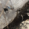 Black Widow Spider