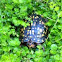 Eastern box turtle