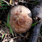 Agaric mushroom