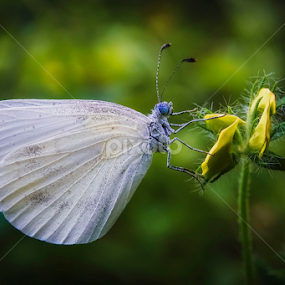 by Boris Romac - Animals Insects & Spiders