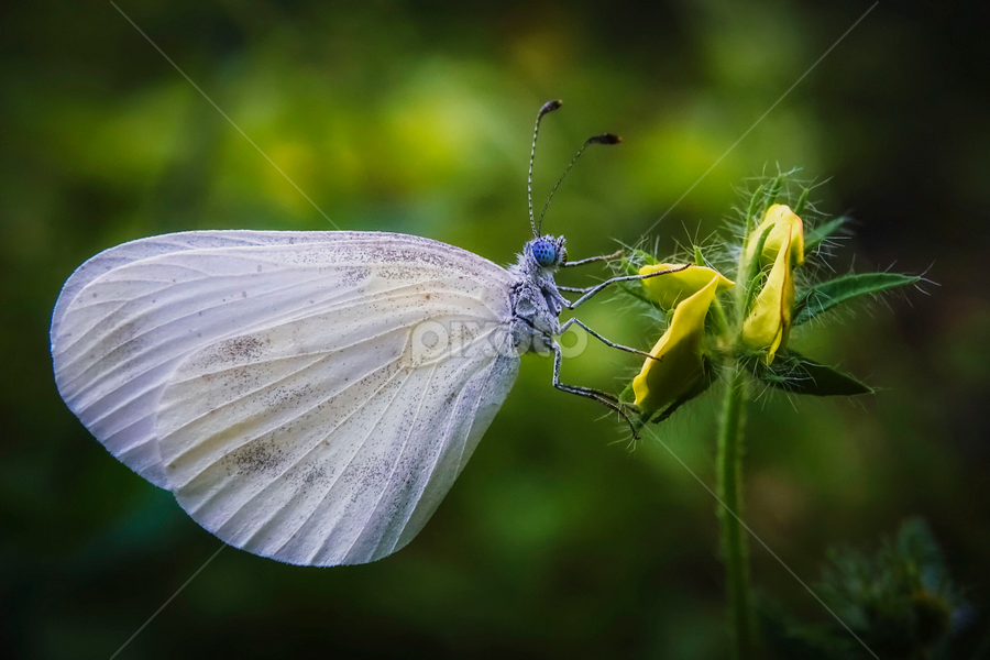 by Boris Romac - Animals Insects & Spiders