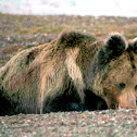 Tibetan bear
