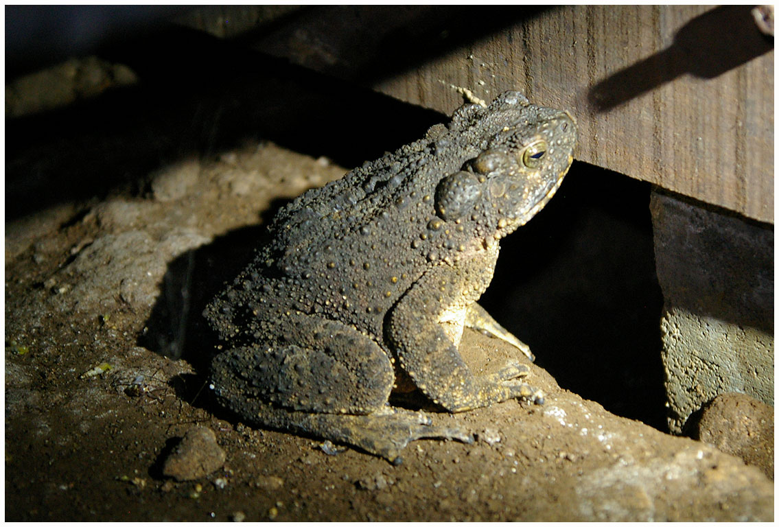 Asian Giant Toad/ River Toad