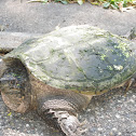 Snapping Turtle