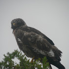 South African jackal buzzard (juvenile)