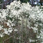 Unidentified white flowering bush