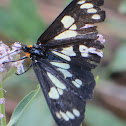 Pericopid moth
