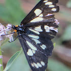 Pericopid moth