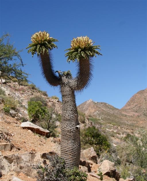OneStonedCrow: Halfmens In Bloom - Pachypodium namaquanum