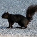 Grey squirrel