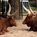 Ankole-Watusi