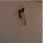 Mayfly (Choroterpes salamannai)