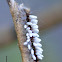 Parasited caterpillar