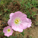 Pink Evening Primrose