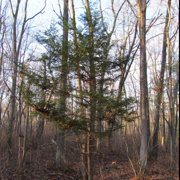 Eastern hemlock Project Noah