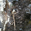 Walking Stick