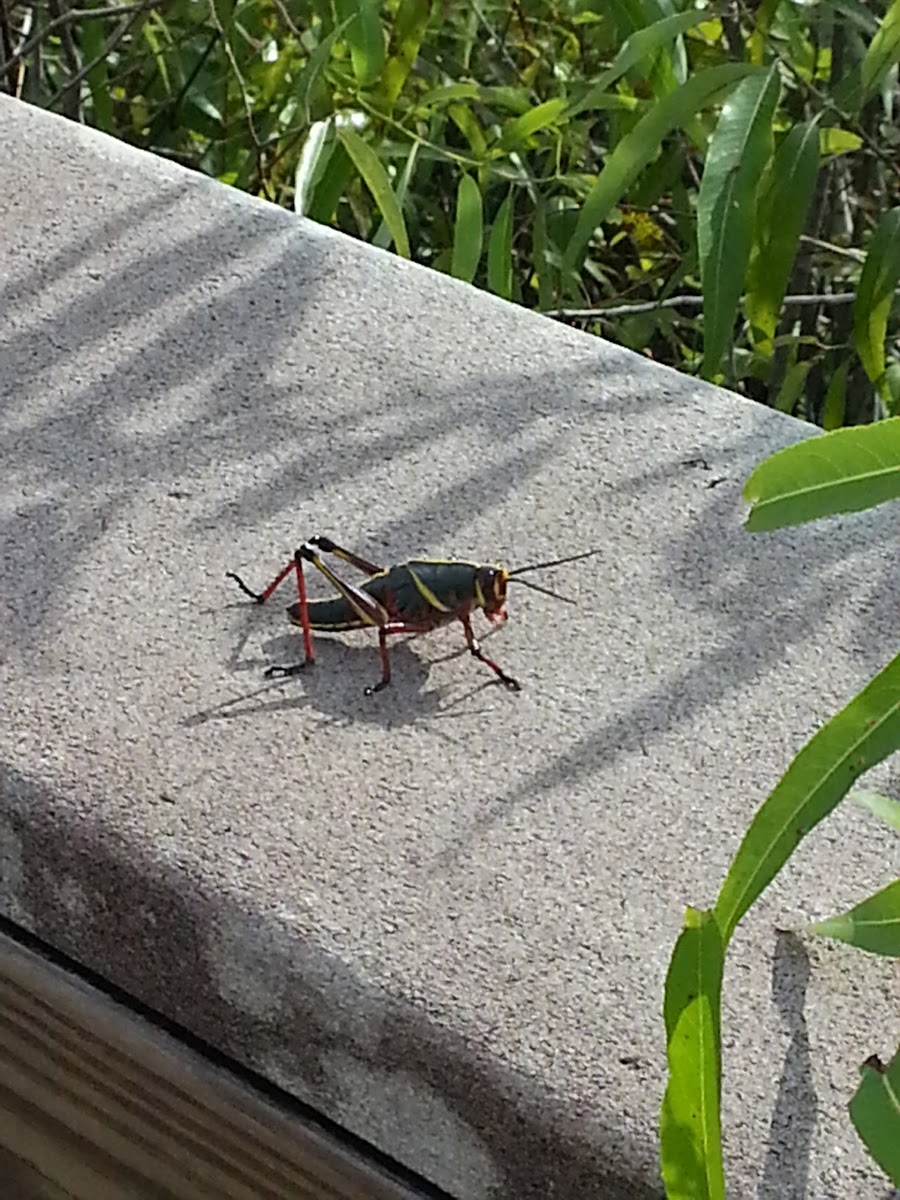Lubber Grasshopper (nymph stage)