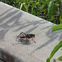 Lubber Grasshopper (nymph stage)