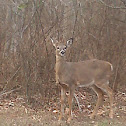 white tailed deer