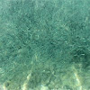 Mediterranean sand smelt (Αθερίνα)