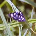 Eight-spotted Forester Moth