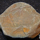 Brachiopod Fossil