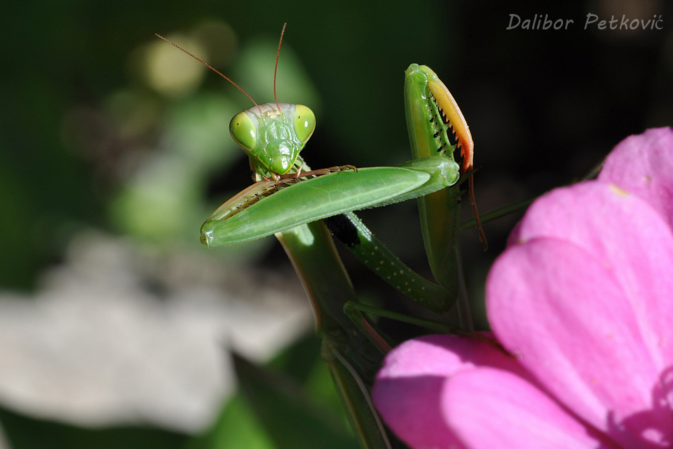 Religious mantis