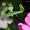 Religious mantis