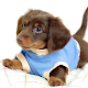 Dachshunds Wallpapers APK