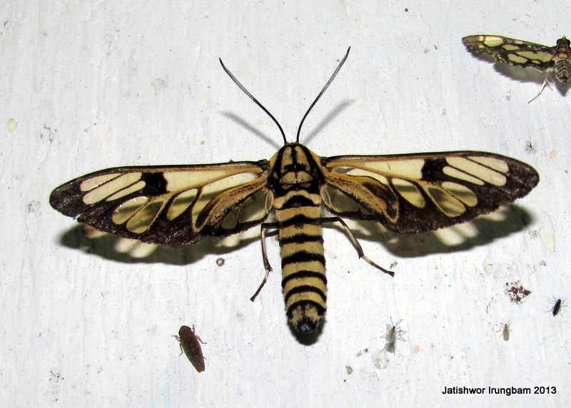 Arctiidae, Syntominae