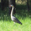 Garza Mora, Cocoi Heron