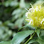 White-Flowered Golden Plume