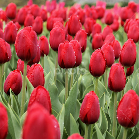 Tulip Patch by Becky McGuire - Flowers Flower Gardens