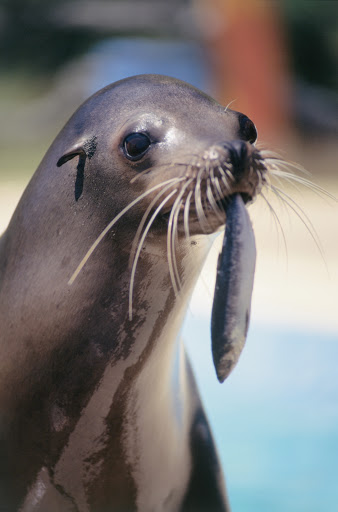 Sea-lion-in-Hawaii - A sea lion at Sea Life Park in Waimanalo on the island of Oahu.
 
 