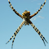 Orb web spider