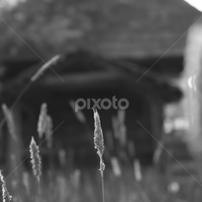 Lost in the countryside by Madalin Stoean - Black & White Landscapes